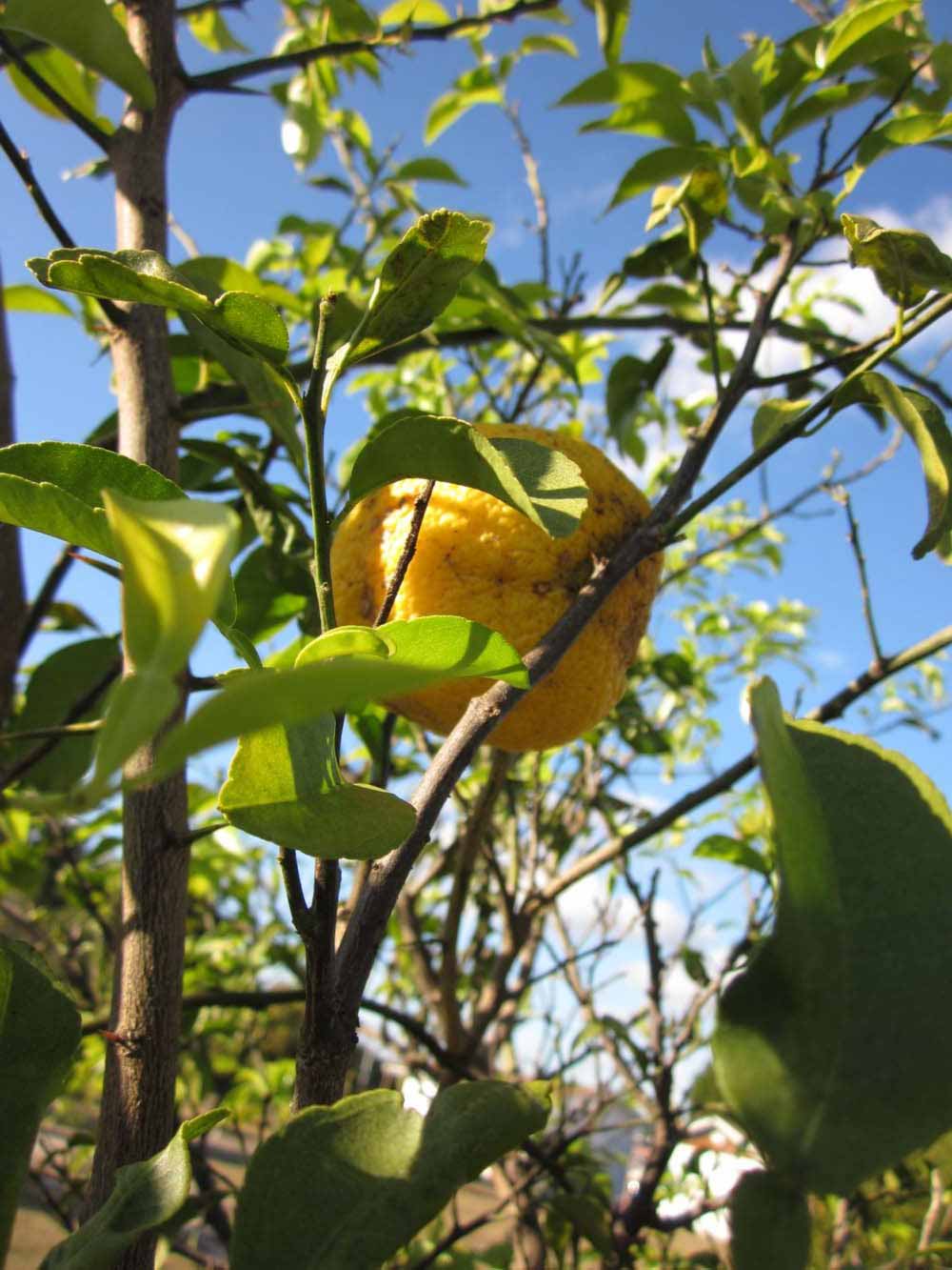            Fruit cross-section (Winter Haven, FL)   